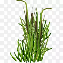 º£²ÝpngͼƬͼÏñ»½ÐÑ.BotunË¿-¿ÕÈôÍø º£²ÝpngͼƬͼÏñ»½ÐÑ.BotunË¿-¿ÕÈôÍø