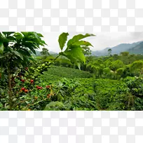 Vertere咖啡烘焙咖啡厅越南冰咖啡茶-咖啡-空若网 Vertere咖啡烘焙咖啡厅越南冰咖啡茶-咖啡-空若网