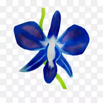 昆虫花瓣传粉蛾兰花-空若网 昆虫花瓣传粉蛾兰花-空若网