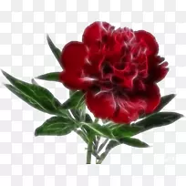 安卓剪贴画-牡丹-空若网 安卓剪贴画-牡丹-空若网