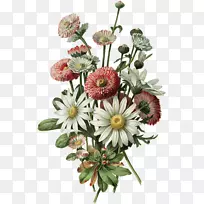 植物插画花卉设计-空若网 植物插画花卉设计-空若网