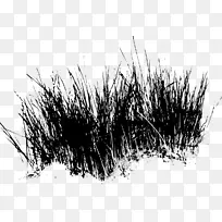 黑白草分枝-空若网 黑白草分枝-空若网