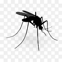 蚊虫黑白-空若网 蚊虫黑白-空若网