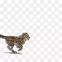 猎豹猫科动物食肉猎豹-空若网 猎豹猫科动物食肉猎豹-空若网