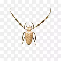 À¥³æ´«·Û³æ-¿ÕÈôÍø À¥³æ´«·Û³æ-¿ÕÈôÍø