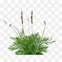 pngͼƬͼÏñ·¨¹úÞ¹Ò²ÝÈâÖÊÖ²ÎïÉè¼Æ-¿ÕÈôÍø pngͼƬͼÏñ·¨¹úÞ¹Ò²ÝÈâÖÊÖ²ÎïÉè¼Æ-¿ÕÈôÍø