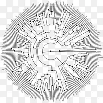 系统发育树系统发育类群图进化-系统发育树-空若网 系统发育树系统发育类群图进化-系统发育树-空若网