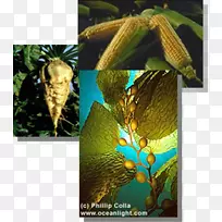 蝴蝶昆虫m/0d区系玉米-蝴蝶-空若网 蝴蝶昆虫m/0d区系玉米-蝴蝶-空若网