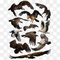 土耳其秃鹫埃及秃鹫鹰-空若网 土耳其秃鹫埃及秃鹫鹰-空若网