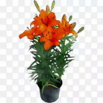 �л�������ƻ���ֲ�ﾥ-������