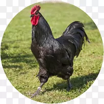 澳大利亚莱昂斯鸡瓦尔达诺鸡比赛-空若网 澳大利亚莱昂斯鸡瓦尔达诺鸡比赛-空若网