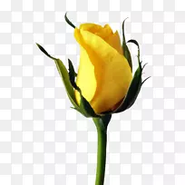 玫瑰透明半透明花黄玫瑰-空若网 玫瑰透明半透明花黄玫瑰-空若网