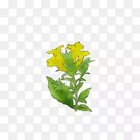 Ҷ����ֲ�ﾥ��-������