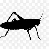 昆虫种群摄影蟋蟀插图-空若网 昆虫种群摄影蟋蟀插图-空若网