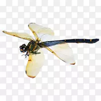 òßòѵû¼×³æÍ¼Æ¬-¿ÕÈôÍø òßòѵû¼×³æÍ¼Æ¬-¿ÕÈôÍø