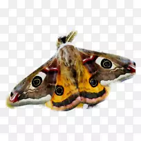 小飞蛾蝴蝶昆虫-空若网 小飞蛾蝴蝶昆虫-空若网