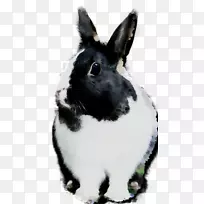 家养野兔须鼻子-空若网 家养野兔须鼻子-空若网