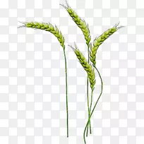 ��Ĭ�����ֲ�ﾥֲ��-������