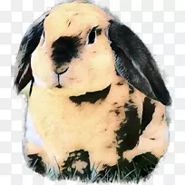 ����ë����ߺͿɰ��ı������-������