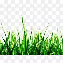 草坪图片艺术摄影棚花园贴纸-草-空若网 草坪图片艺术摄影棚花园贴纸-草-空若网