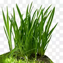 ʳ������ʳ����������-��-������