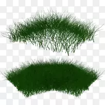 草、观赏草、除草艺术-草-空若网 草、观赏草、除草艺术-草-空若网