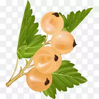 白加仑,黑醋栗,红醋栗,浆果-空若网 白加仑,黑醋栗,红醋栗,浆果-空若网