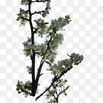 小枝松植物茎叶开花植物-开花树-空若网 小枝松植物茎叶开花植物-开花树-空若网