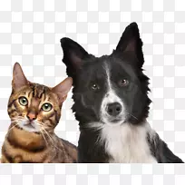 昨天的新闻猫仔狗宠物兽医-猫-空若网 昨天的新闻猫仔狗宠物兽医-猫-空若网