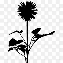 ����������Ҷֲ�ﾥ����ֲ��-������