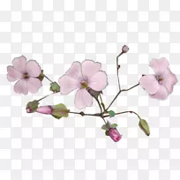 飞蛾兰花png图片花.特征丝-空若网 飞蛾兰花png图片花.特征丝-空若网