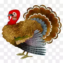 公鸡插画用喙鸡做食物羽毛-空若网 公鸡插画用喙鸡做食物羽毛-空若网