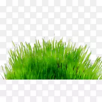 ��ֽǽ�ݵ�����-������