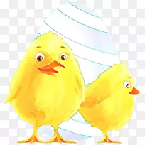 把鸡剪成食物,喙羽毛-空若网 把鸡剪成食物,喙羽毛-空若网