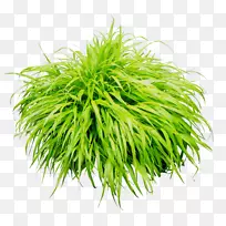 ��ˮ���-������