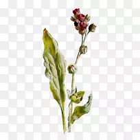 开花植物芽植物茎植物-空若网 开花植物芽植物茎植物-空若网