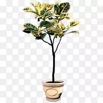 花盆,室内植物,开花植物,无花果-一盆-空若网 花盆,室内植物,开花植物,无花果-一盆-空若网