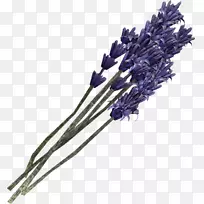 英国薰衣草紫罗兰绘图厂-薰衣草-空若网 英国薰衣草紫罗兰绘图厂-薰衣草-空若网