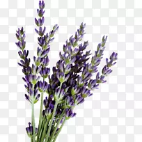 Ӣ��޹�²ݣ���״޹�²ݣ�����޹�²��ͣ���-޹�²�-������