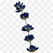 紫紫色薰衣草钴蓝花薰衣草-空若网 紫紫色薰衣草钴蓝花薰衣草-空若网