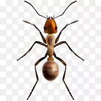 蚂蚁图形剪贴画昆虫图片-空若网 蚂蚁图形剪贴画昆虫图片-空若网