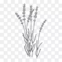 薰衣草植物插图绘制计算机图标.薰衣草-空若网 薰衣草植物插图绘制计算机图标.薰衣草-空若网