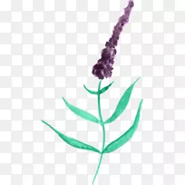 洛桑水彩画薰衣草紫薰衣草-空若网 洛桑水彩画薰衣草紫薰衣草-空若网