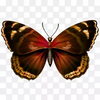 昆虫紫色png图片粉红玻璃翼蝴蝶-昆虫-空若网 昆虫紫色png图片粉红玻璃翼蝴蝶-昆虫-空若网