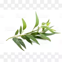 Ӣ��޹�²�������-������