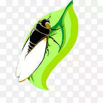蝉科png网络图像昆虫下载-空若网 蝉科png网络图像昆虫下载-空若网