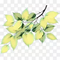 植物茎叶开花植物分枝植物-空若网 植物茎叶开花植物分枝植物-空若网