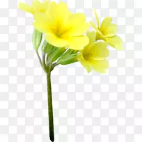 �л���ɫ����-������