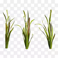 海草水生植物水下海洋-空若网 海草水生植物水下海洋-空若网