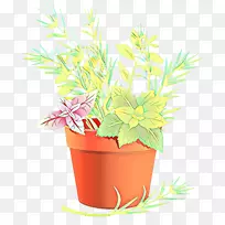 花盆开花植物-空若网 花盆开花植物-空若网